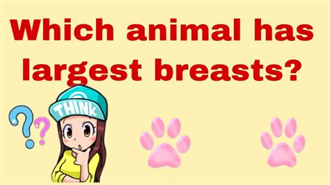 what animal has the largest breasts